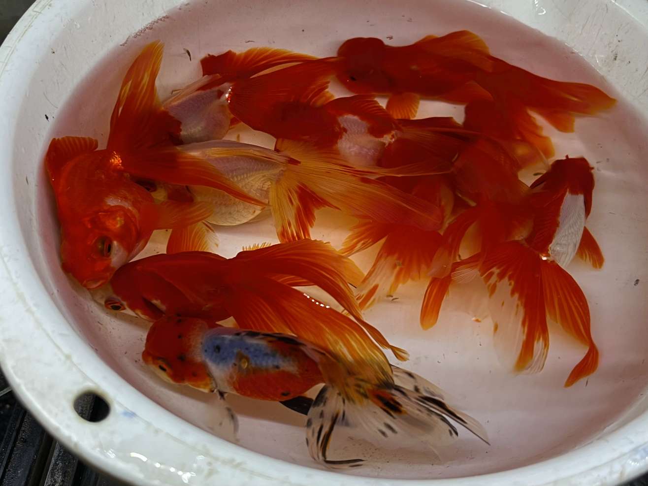 飯田3歳ミックス ポロロッカ足柄