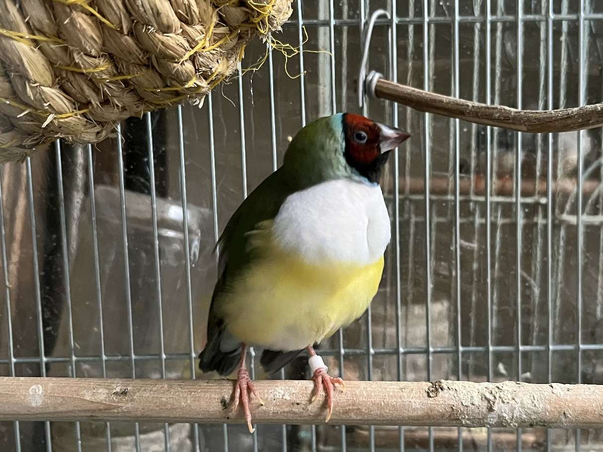 コキンチョウ(胡錦鳥) ポロロッカ足柄