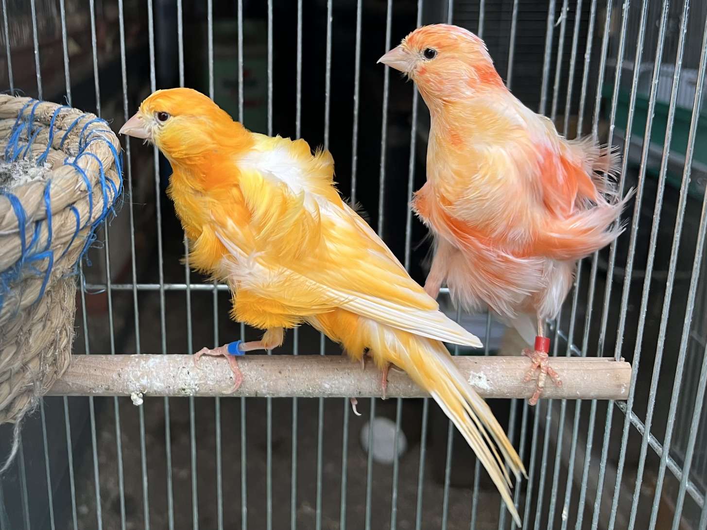 赤巻き毛カナリヤ ポロロッカ足柄