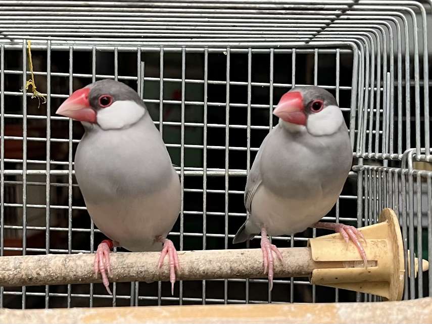シルバー文鳥 ポロロッカ足柄