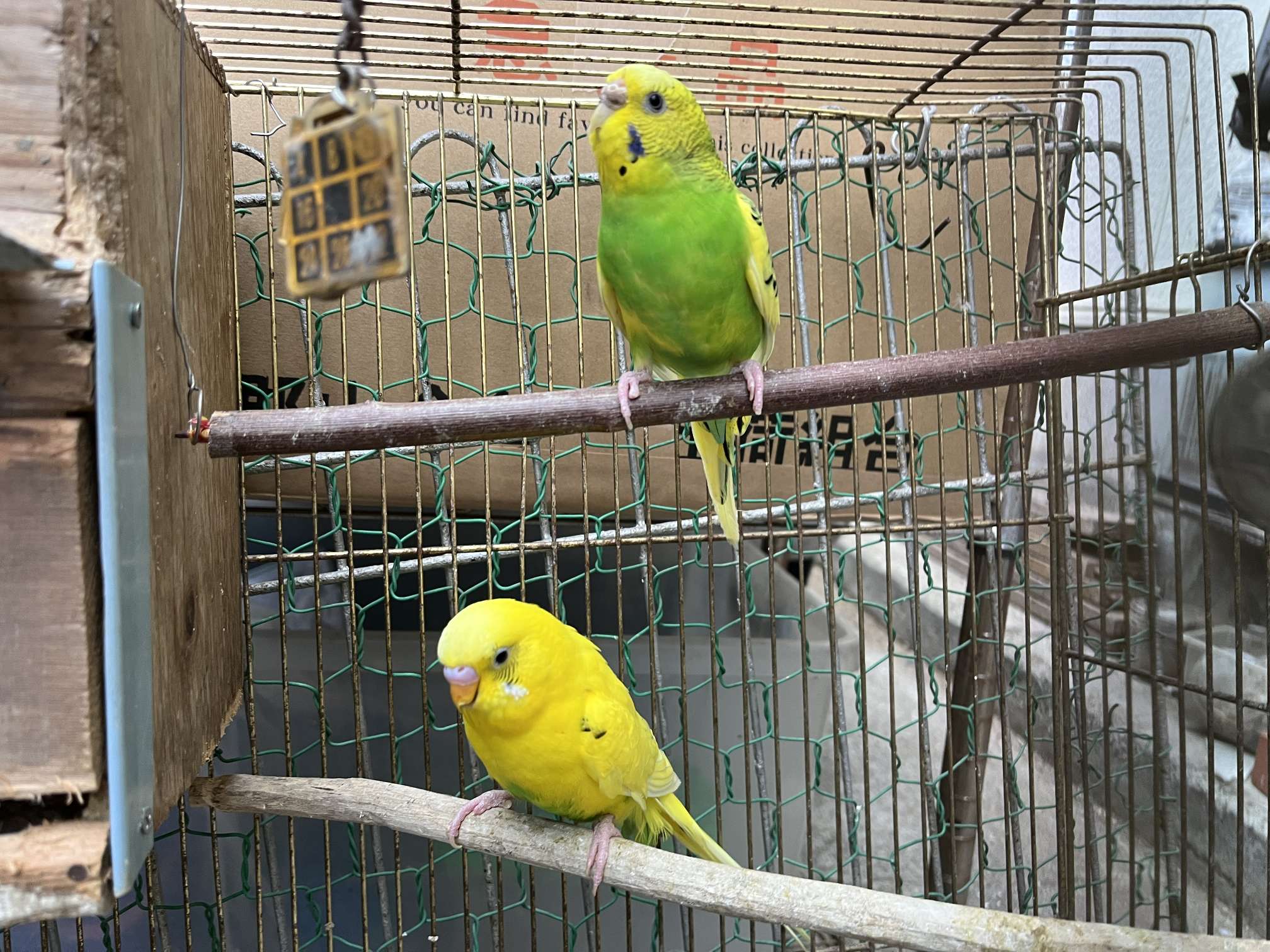 セキセイインコ ポロロッカ足柄