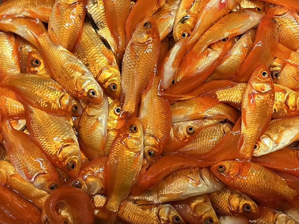 小赤、姉 ポロロッカ足柄