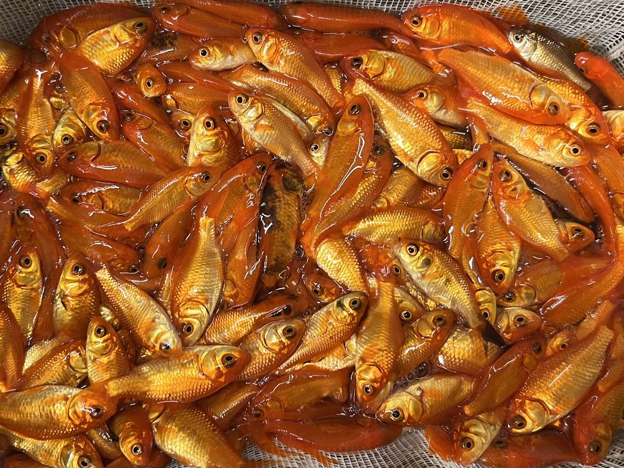 小赤、姉 ポロロッカ足柄