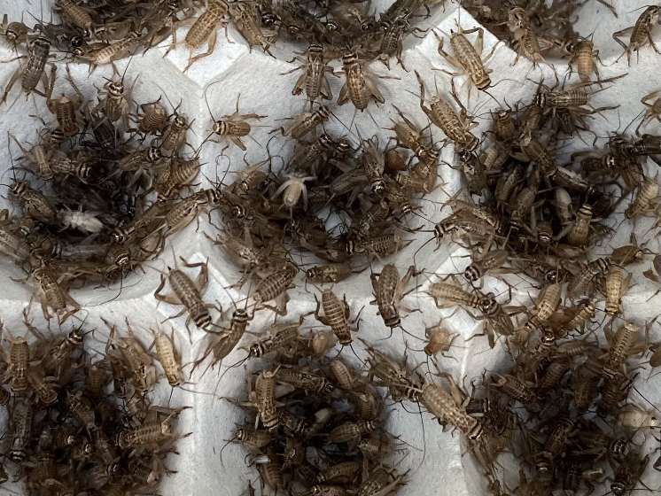 コオロギ ポロロッカ足柄