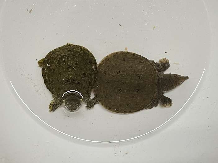 スッポン ポロロッカ足柄