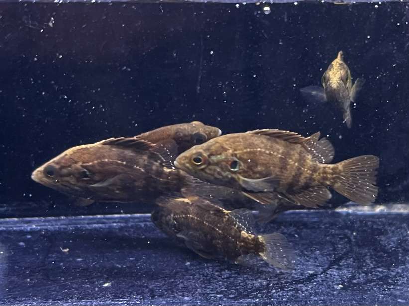 オヤニラミ ポロロッカ足柄