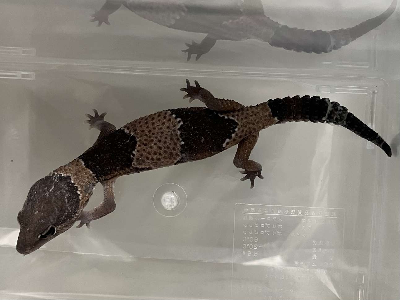 ニシアフリカトカゲモドキ ポロロッカ足柄