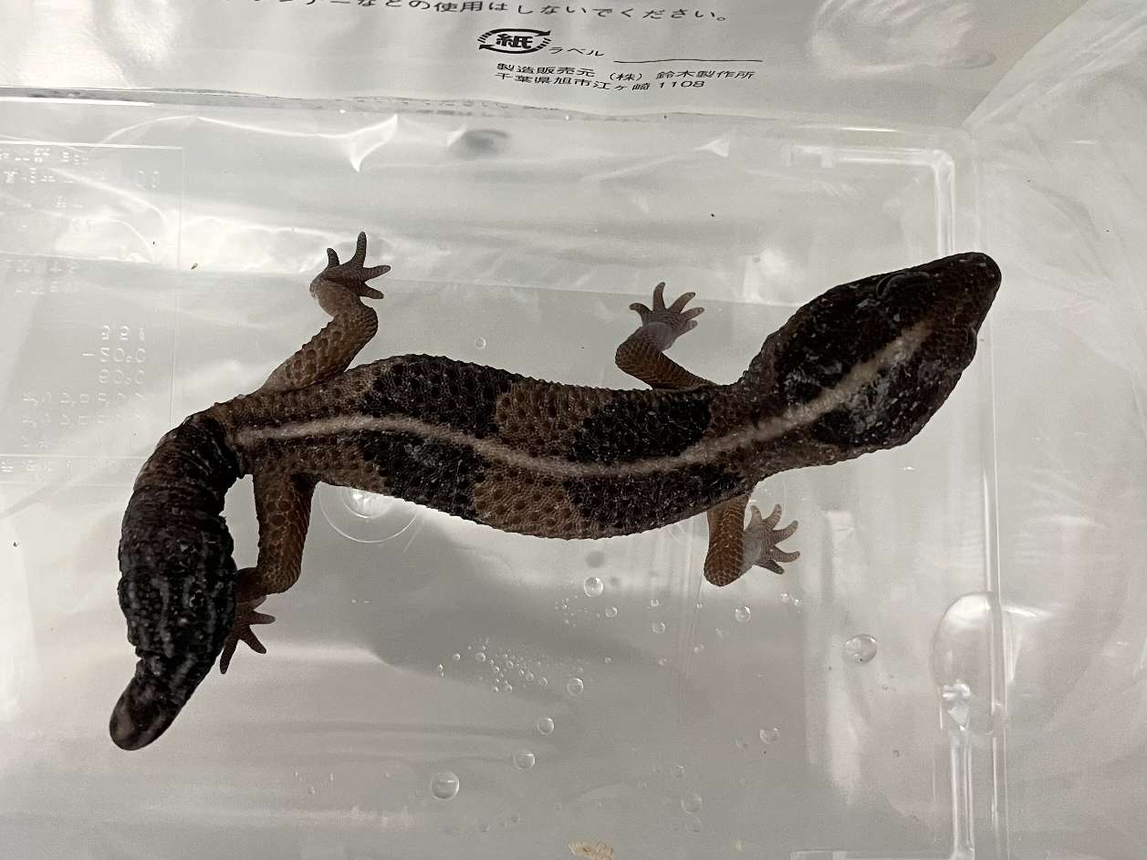 ニシアフリカトカゲモドキ ポロロッカ足柄