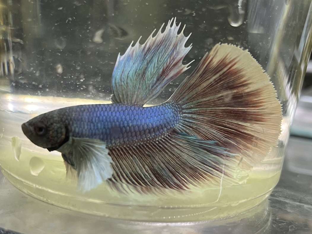 デルタテールダンボベタ♂ ポロロッカ足柄