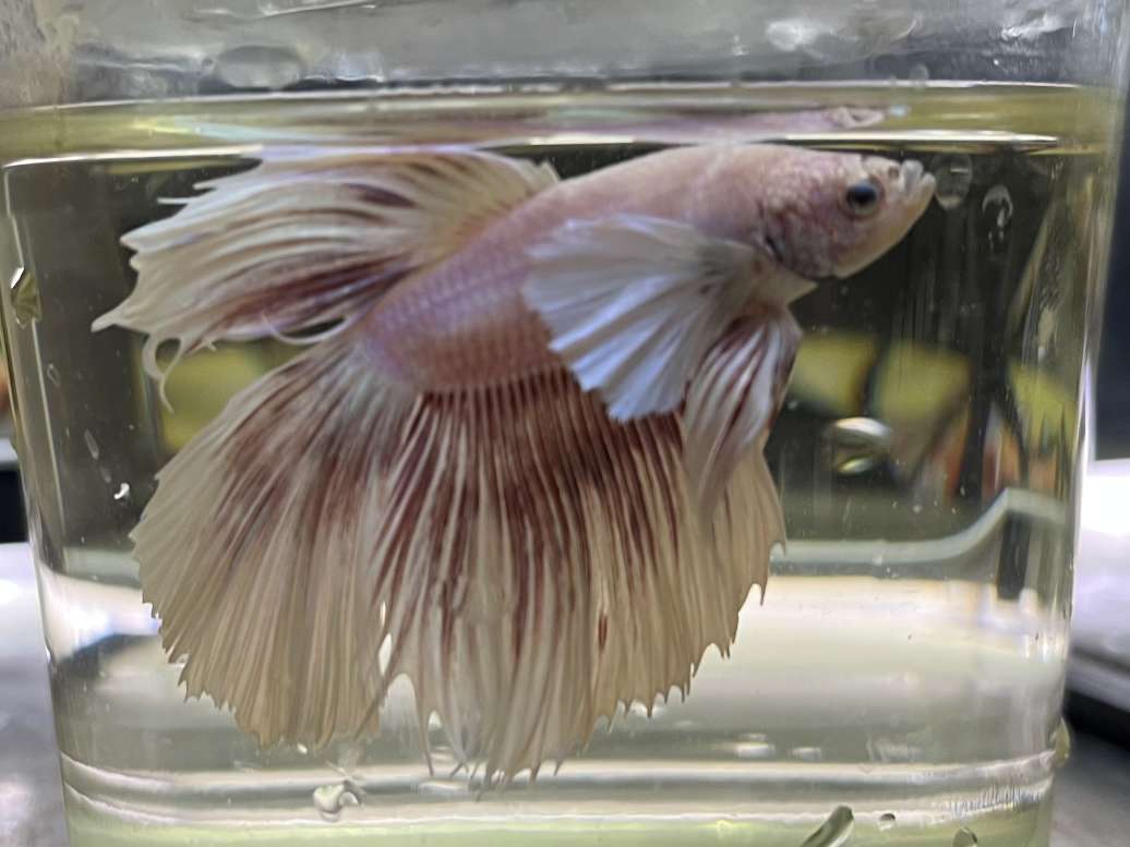 デルタテールダンボベタ♂ ポロロッカ足柄