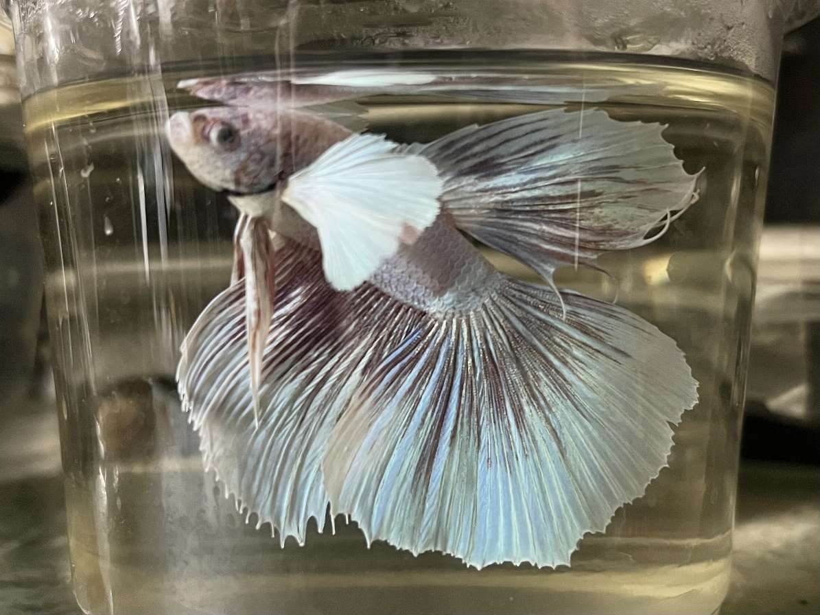 デルタテールダンボベタ♂ ポロロッカ足柄