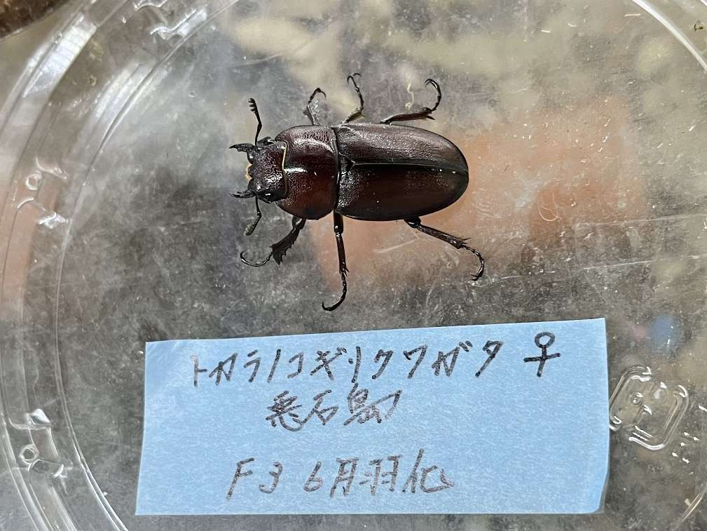 トカラノコギリ ポロロッカ足柄