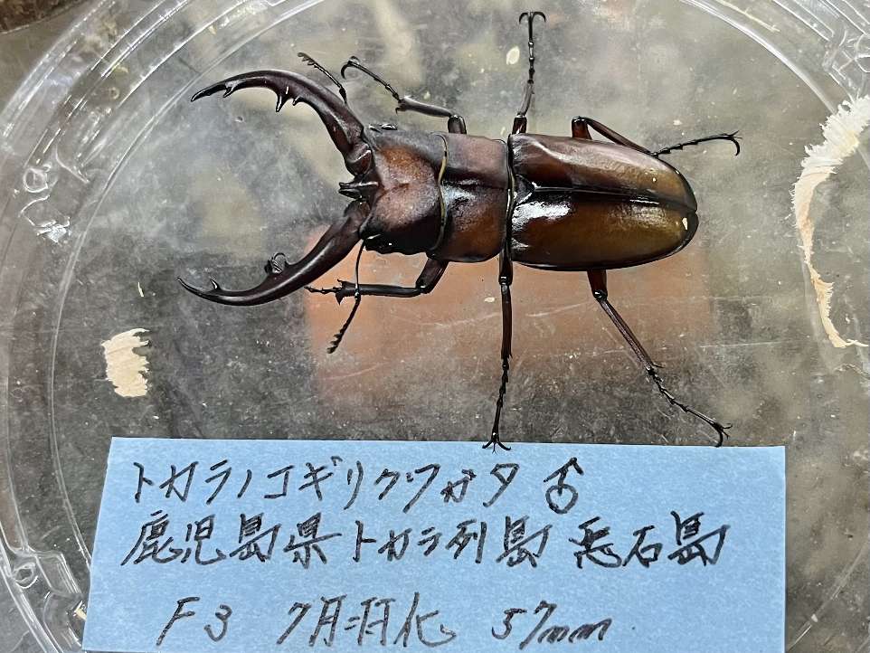 トカラノコギリ ポロロッカ足柄