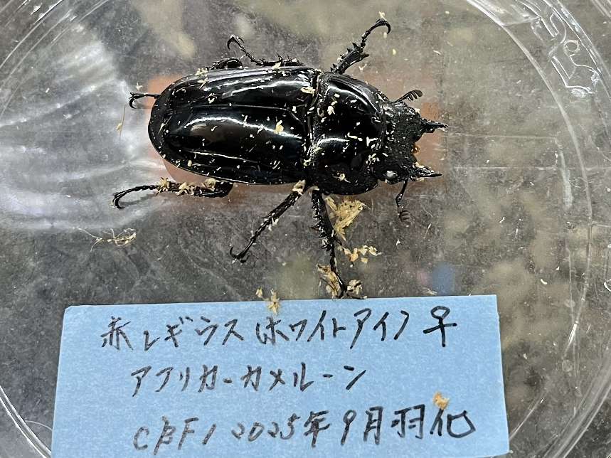 赤レギウス(ホワイトアイ) ポロロッカ足柄