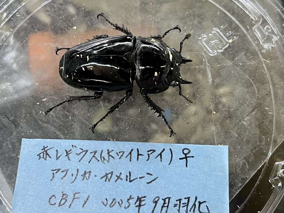 赤レギウス(ホワイトアイ) ポロロッカ足柄