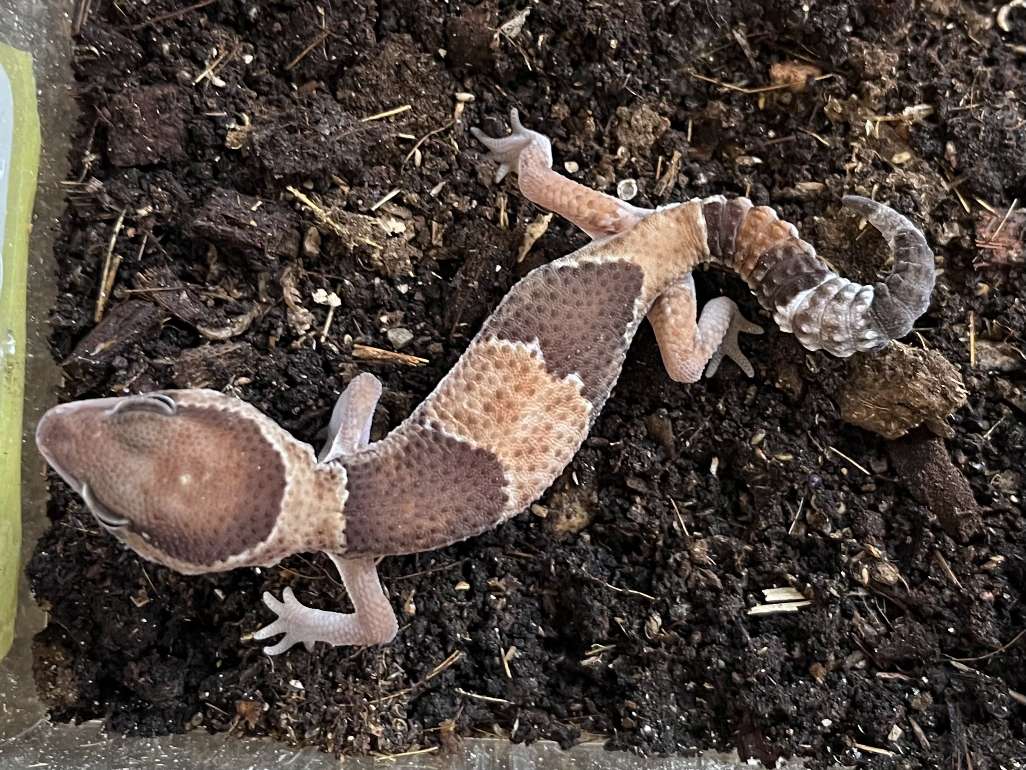 ニシアフリカトカゲモドキ ポロロッカ足柄