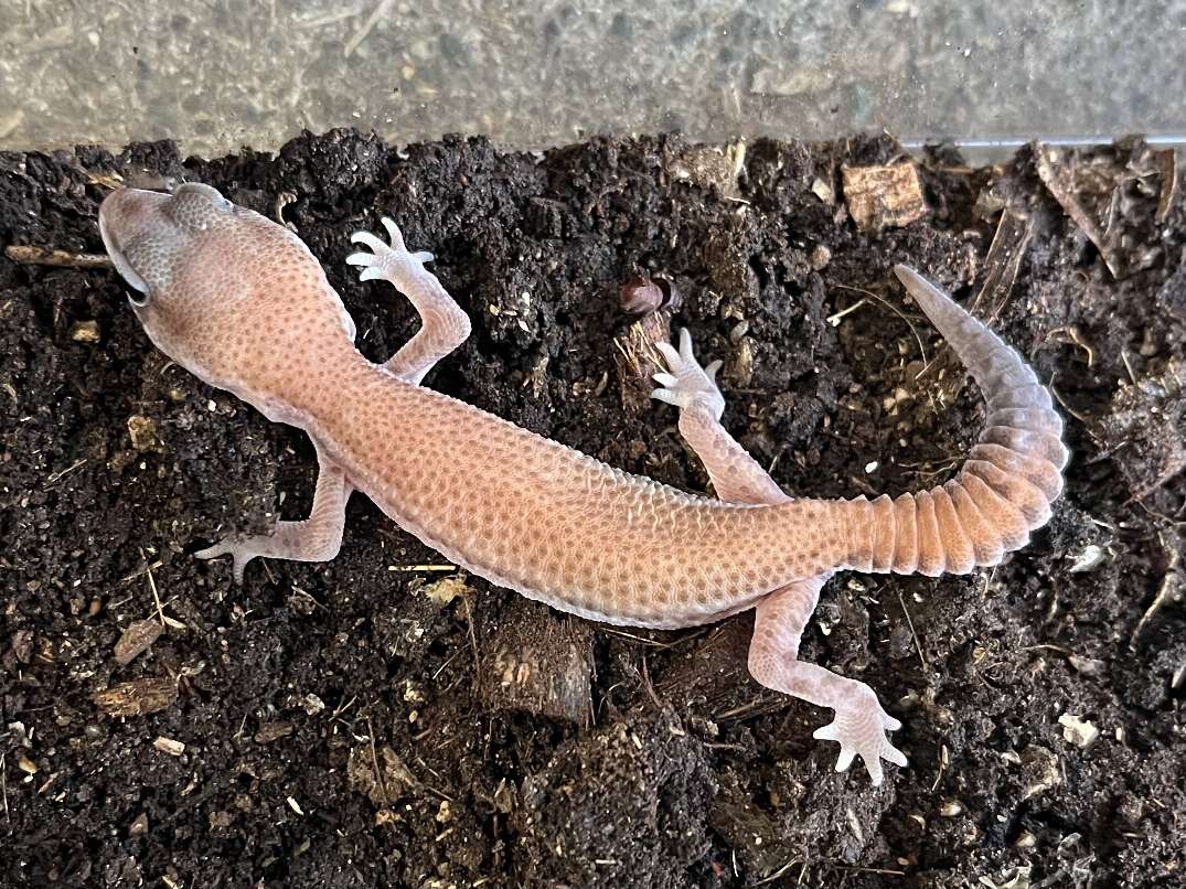 ニシアフリカトカゲモドキ ポロロッカ足柄