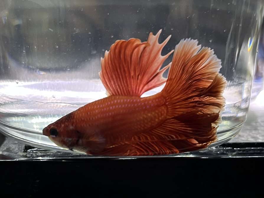 スーパーデルタテールベタ♂ ポロロッカ足柄