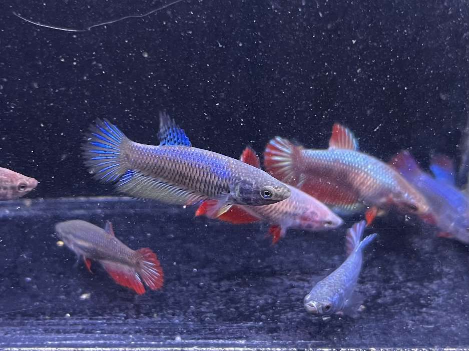 スーパーデルタテールベタ♀ ポロロッカ足柄