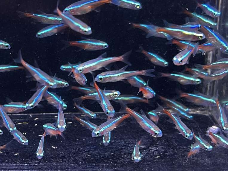 ネオンテトラ ポロロッカ足柄