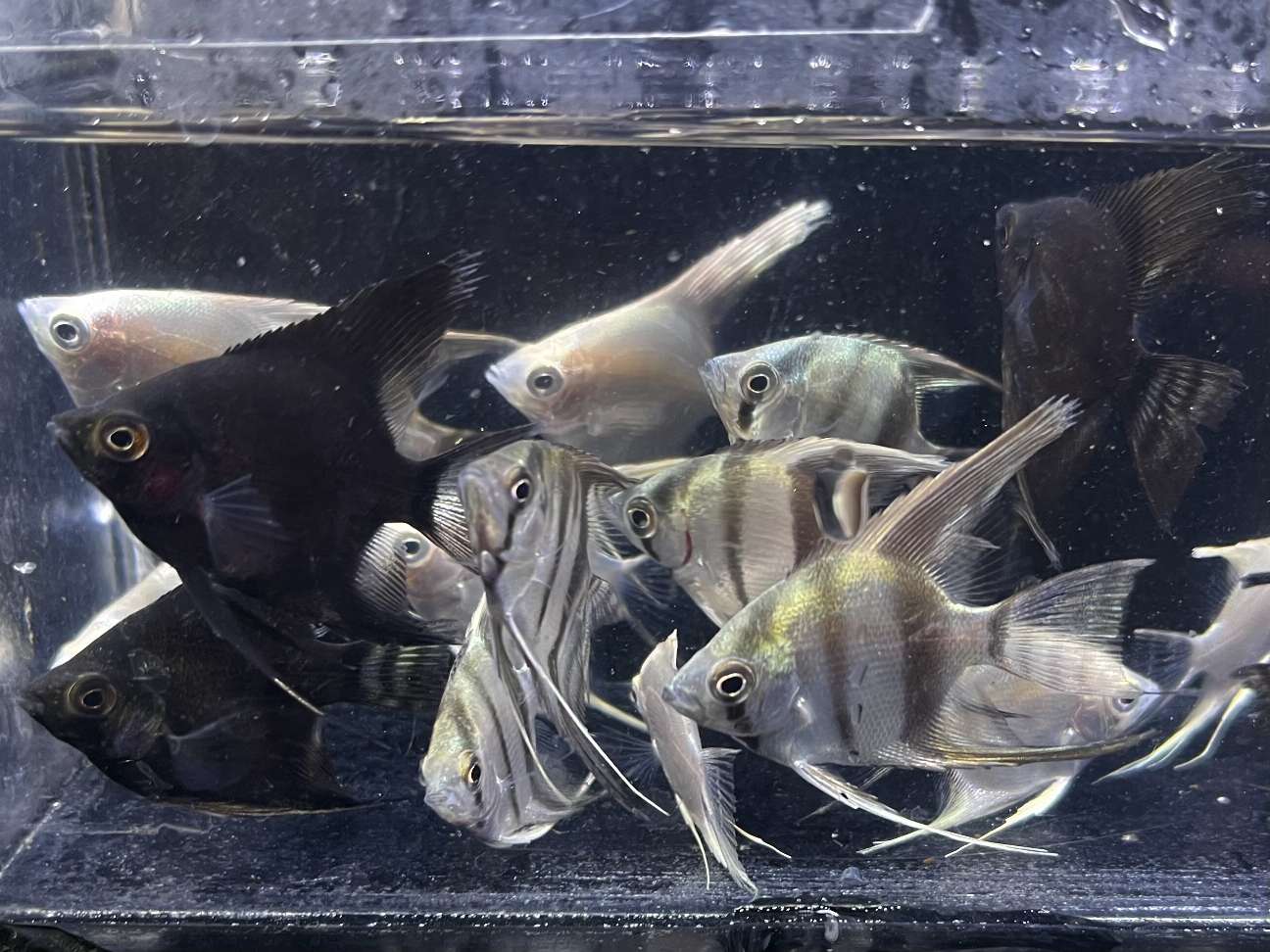 ミックスエンゼル ポロロッカ足柄