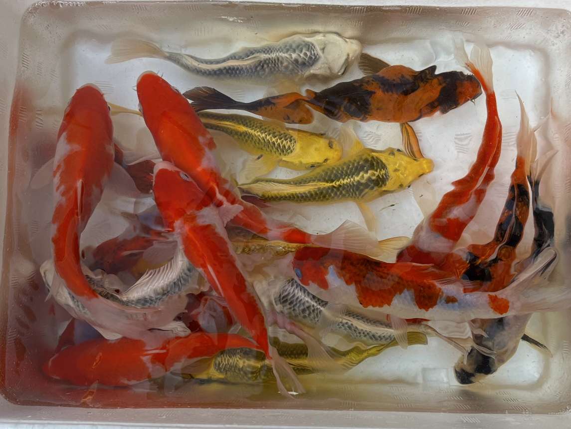 錦鯉 ポロロッカ足柄