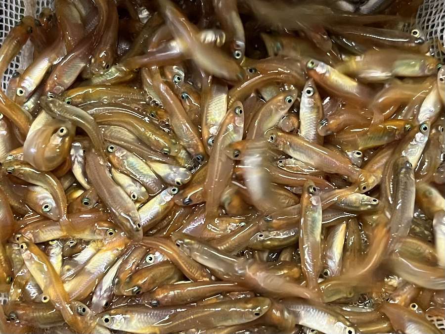 ヒメダカ ポロロッカ足柄