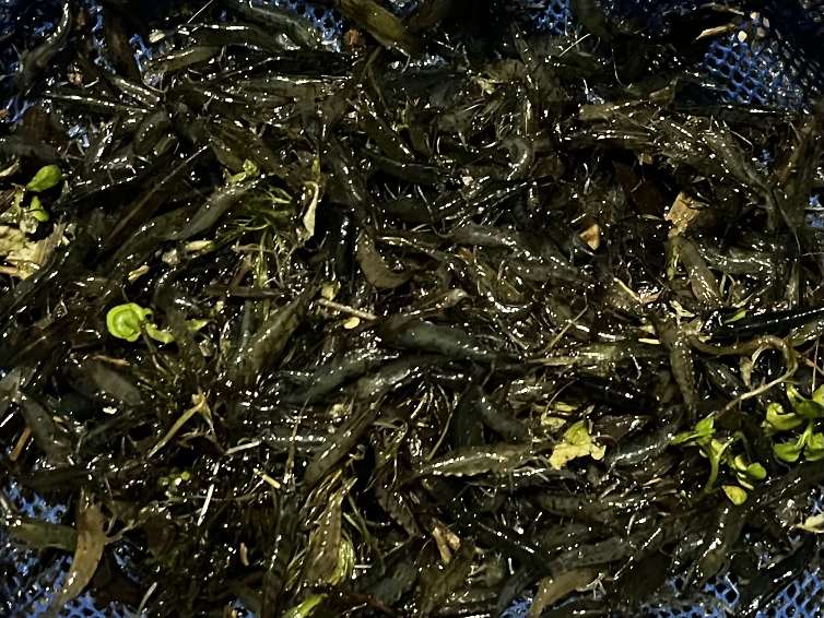 ミナミヌマエビ ポロロッカ足柄