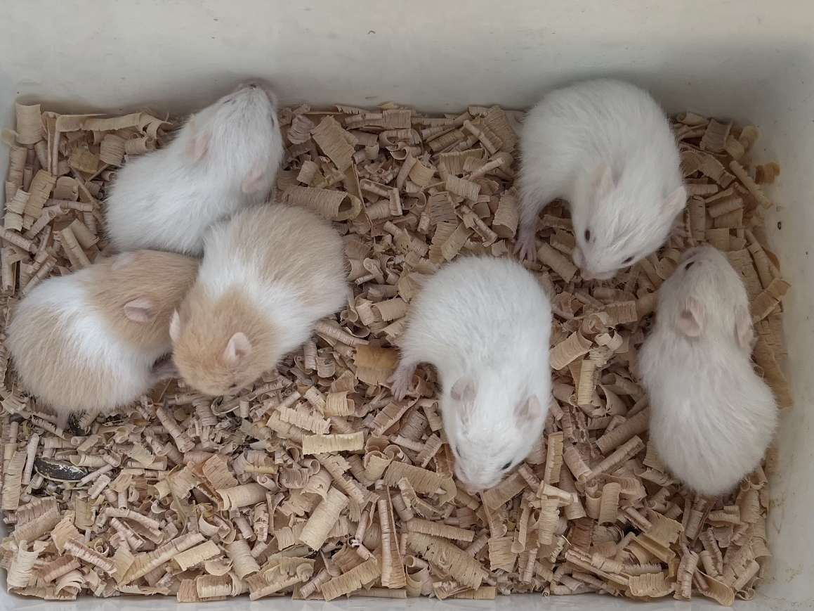 ゴールデンハムスター ポロロッカ足柄