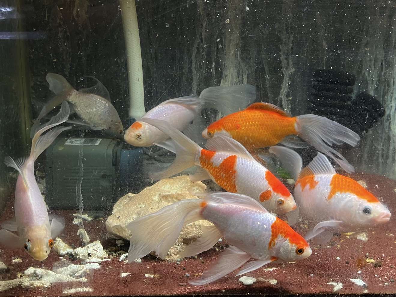 コメット ポロロッカ足柄