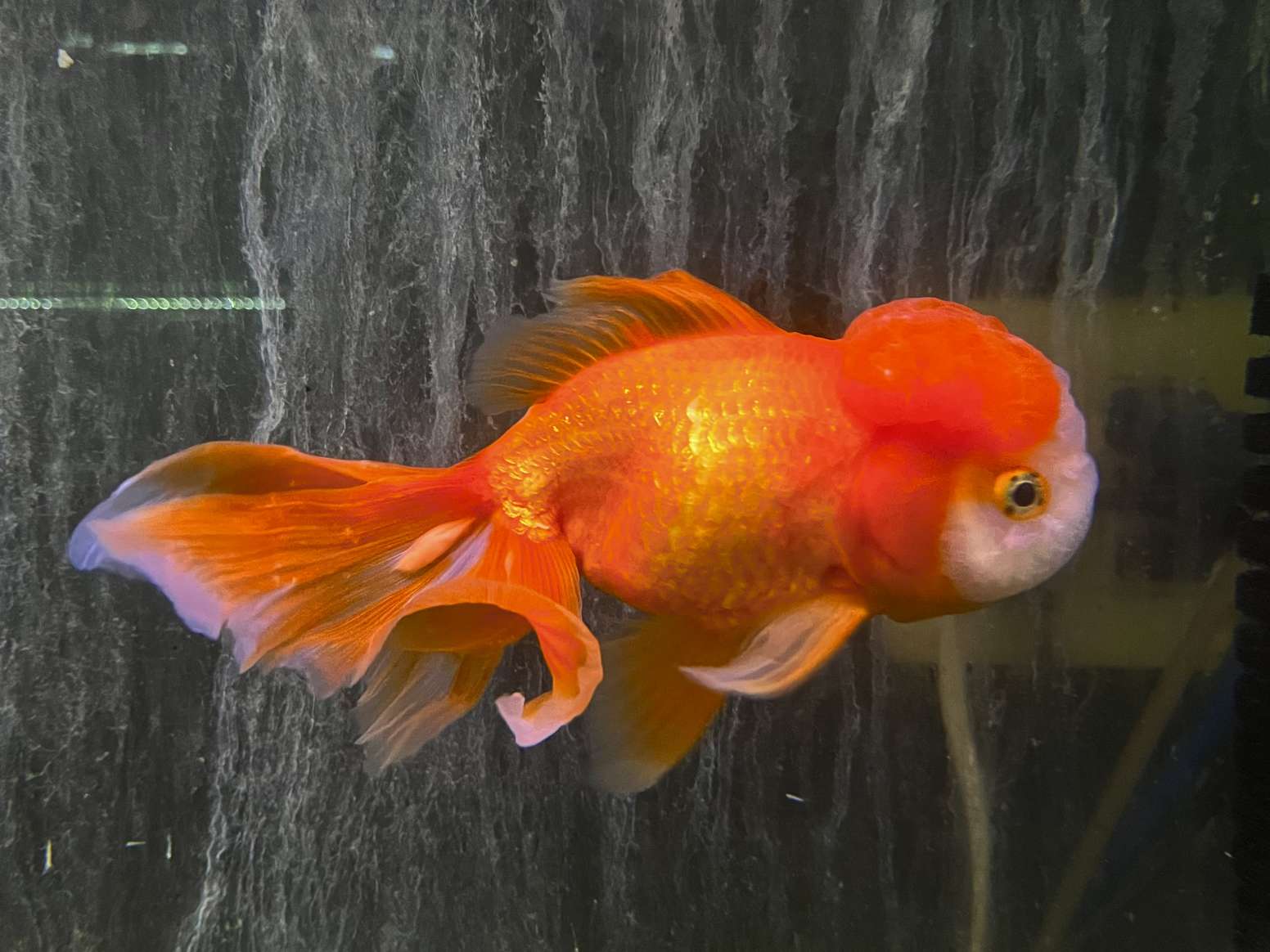 高頭オランダ ポロロッカ足柄