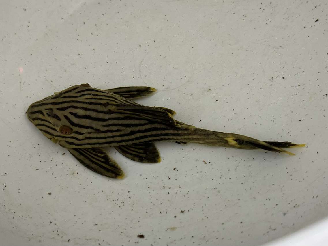 ロイヤルプレコ ポロロッカ足柄