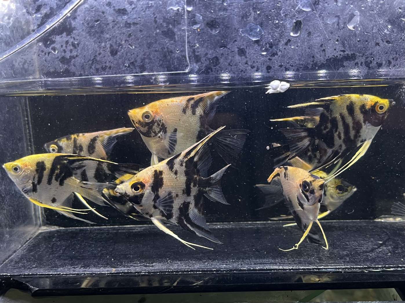 ギアンズコイエンゼル ポロロッカ足柄