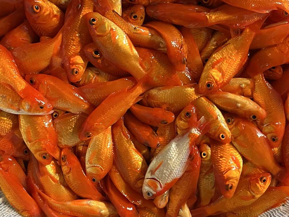 小赤、姉 ポロロッカ足柄