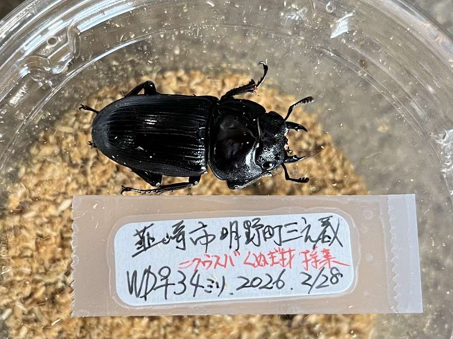 オオクワガタ ポロロッカ足柄