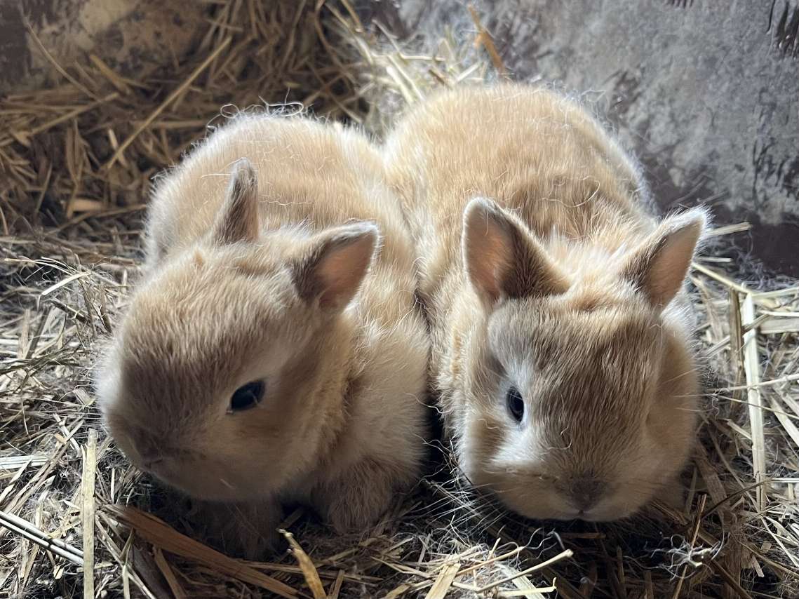 ネザーランドドワーフラビット ポロロッカ足柄