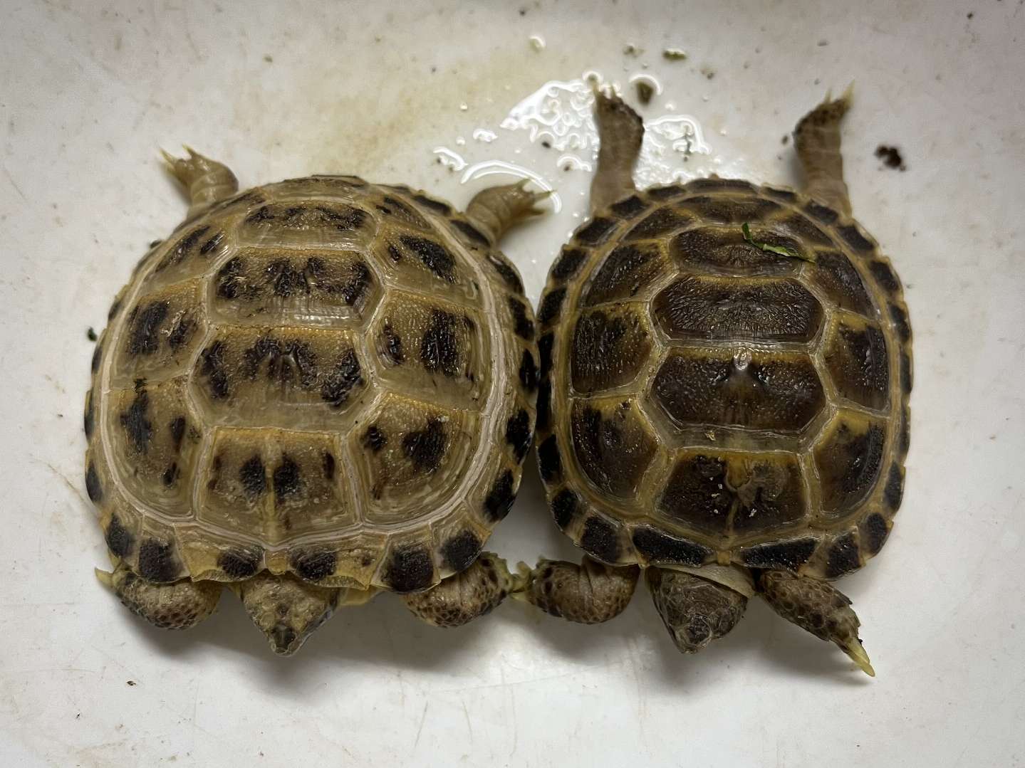 ロシア陸亀 ポロロッカ足柄