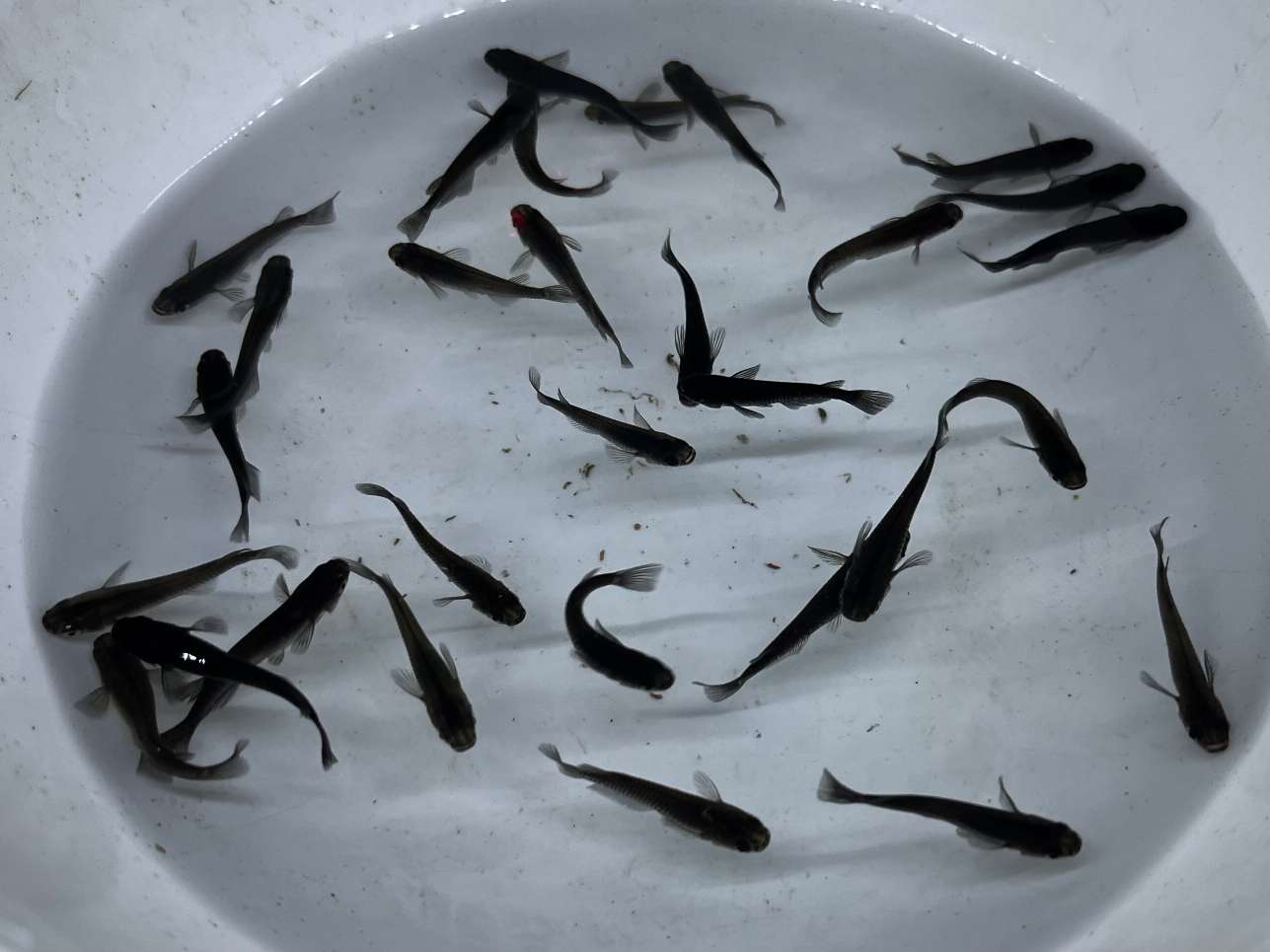 オロチ(上) ポロロッカ足柄