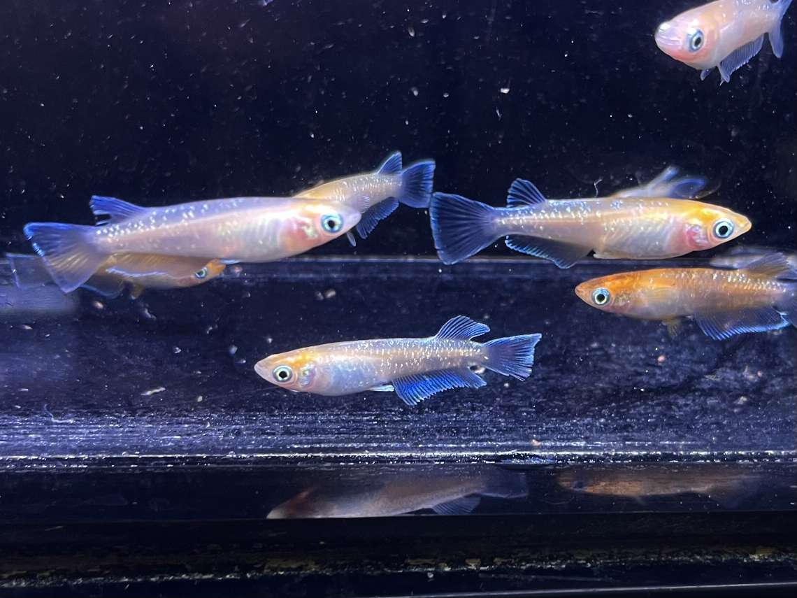 ジョーカー ポロロッカ足柄