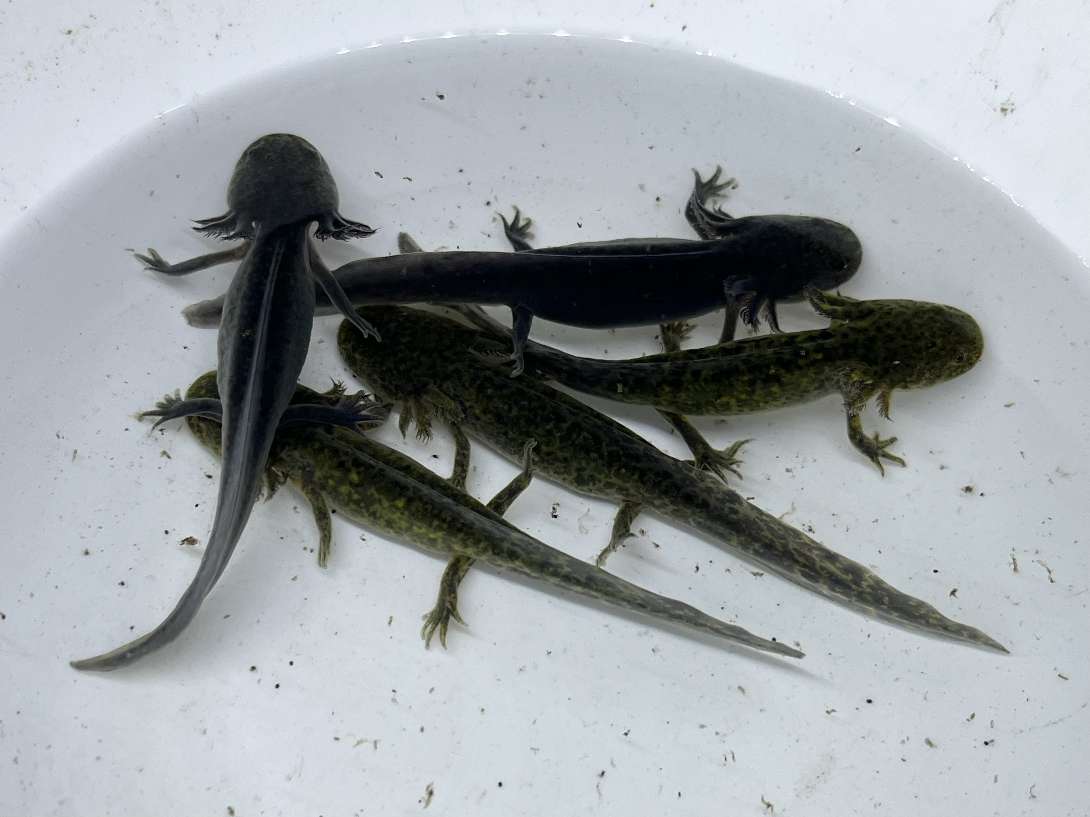 ウーパールーパー ポロロッカ足柄