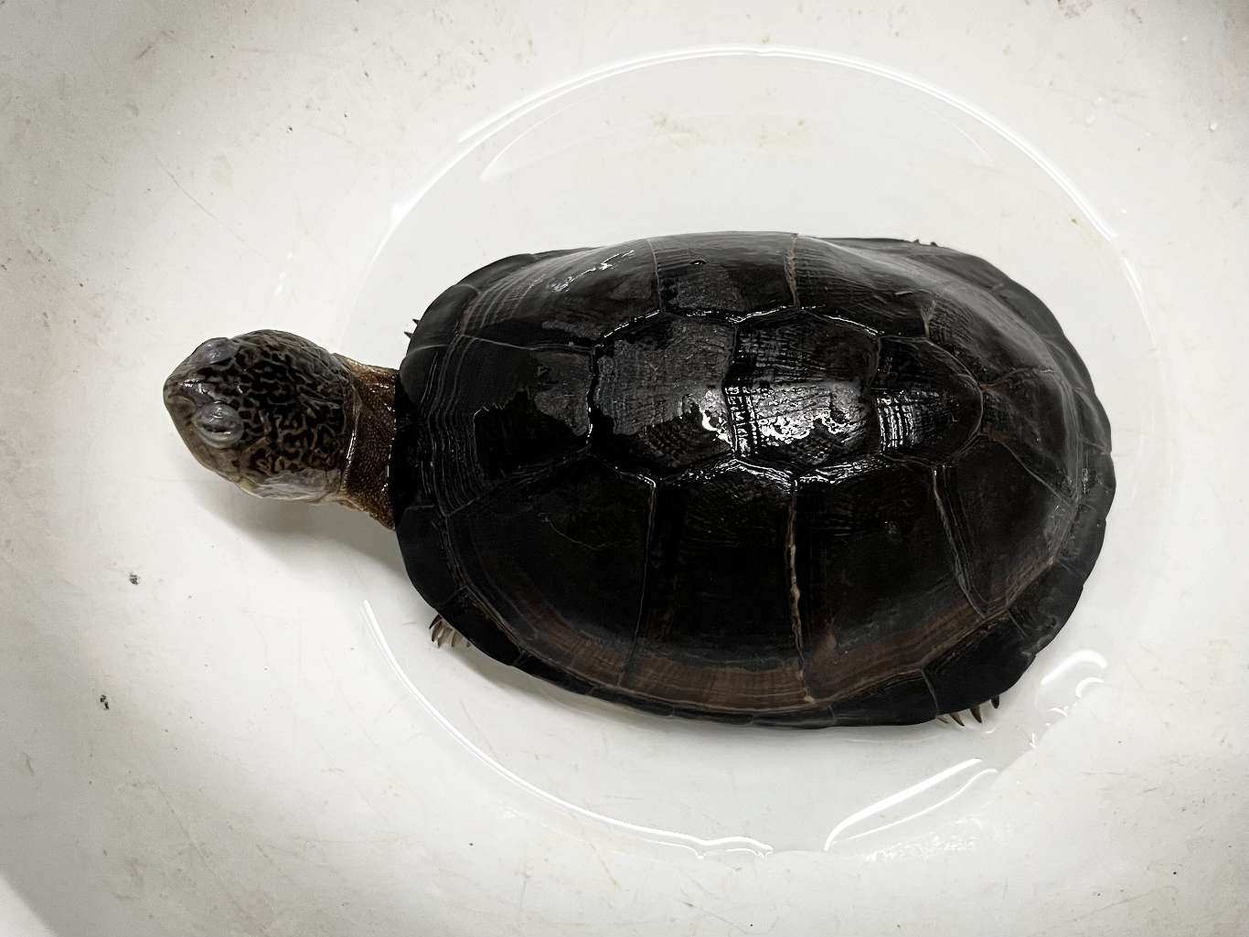 クリイロハコヨコクビガメ ポロロッカ足柄