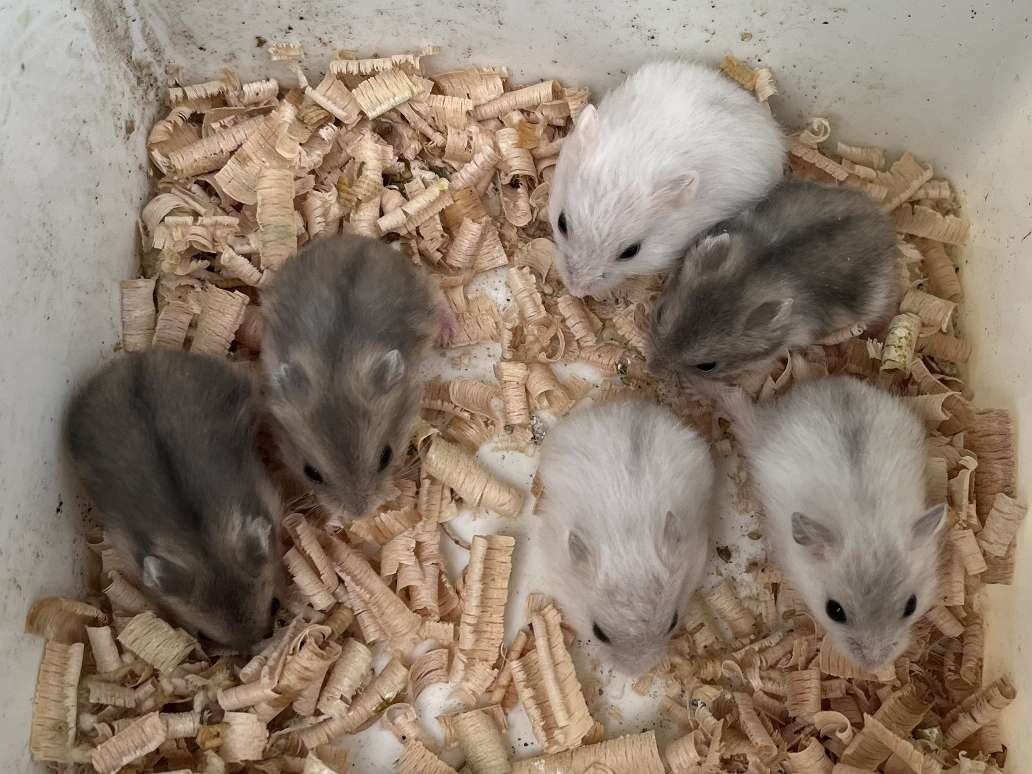 ジャンガリアンハムスター ポロロッカ足柄