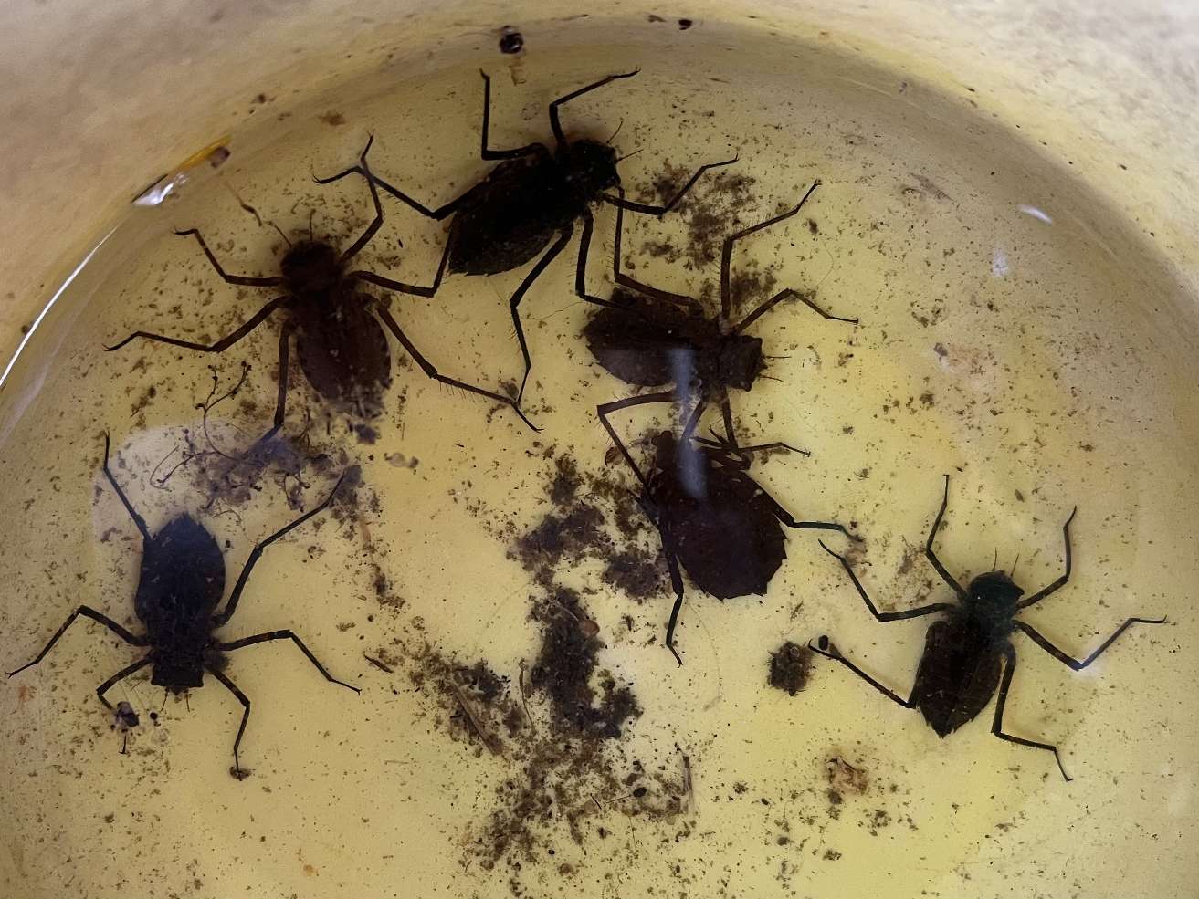 ヤゴ ポロロッカ足柄