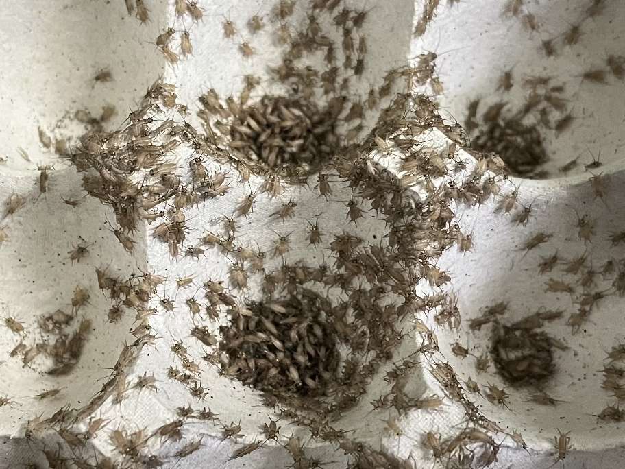 コオロギ ポロロッカ足柄