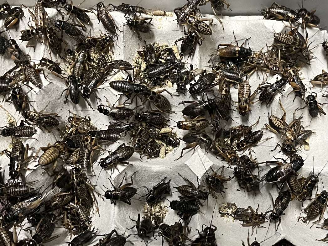 コオロギ ポロロッカ足柄