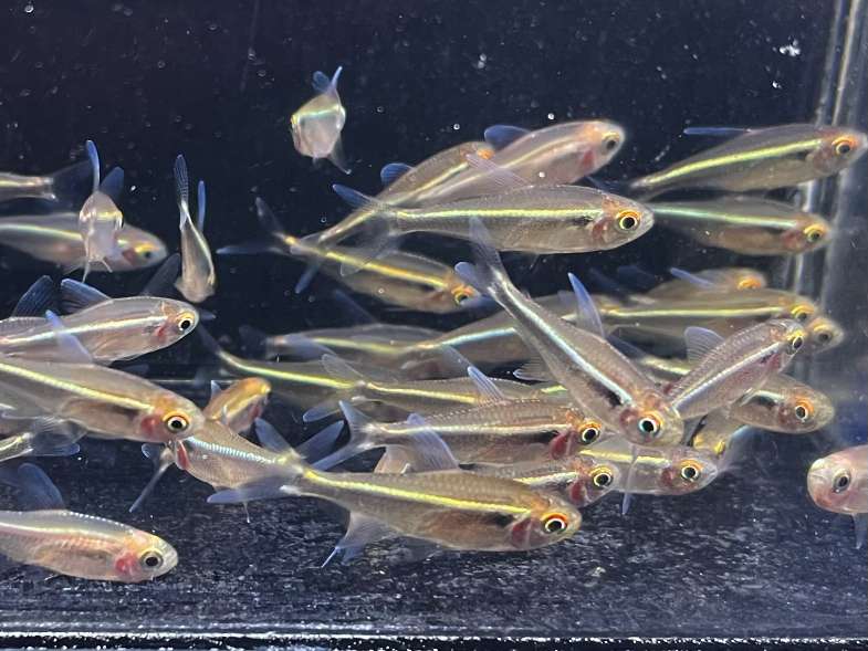 ブラックネオンテトラ ポロロッカ足柄