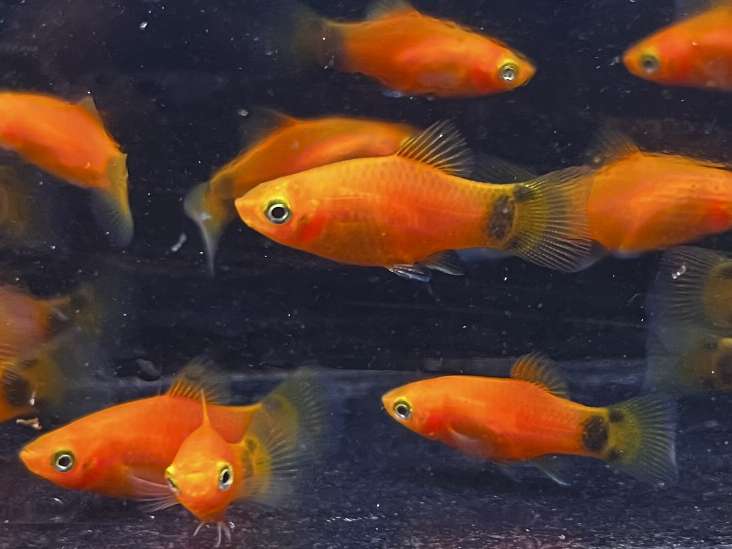 レッドミッキーマウスプラティ ポロロッカ足柄