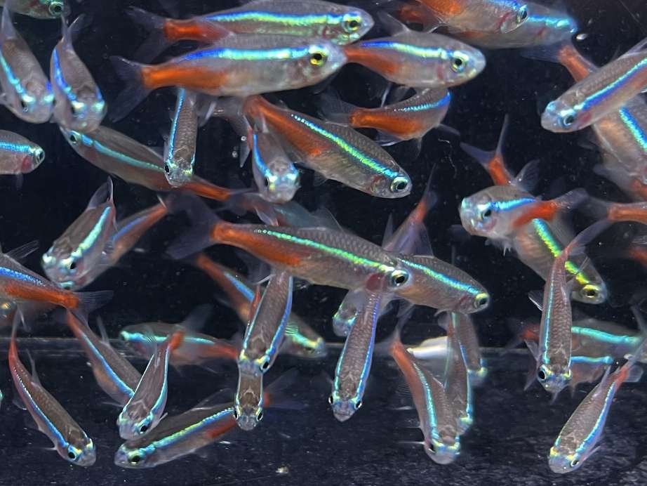 ネオンテトラ ポロロッカ足柄