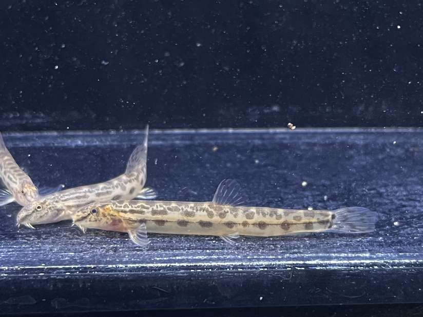 シマドジョウ ポロロッカ足柄