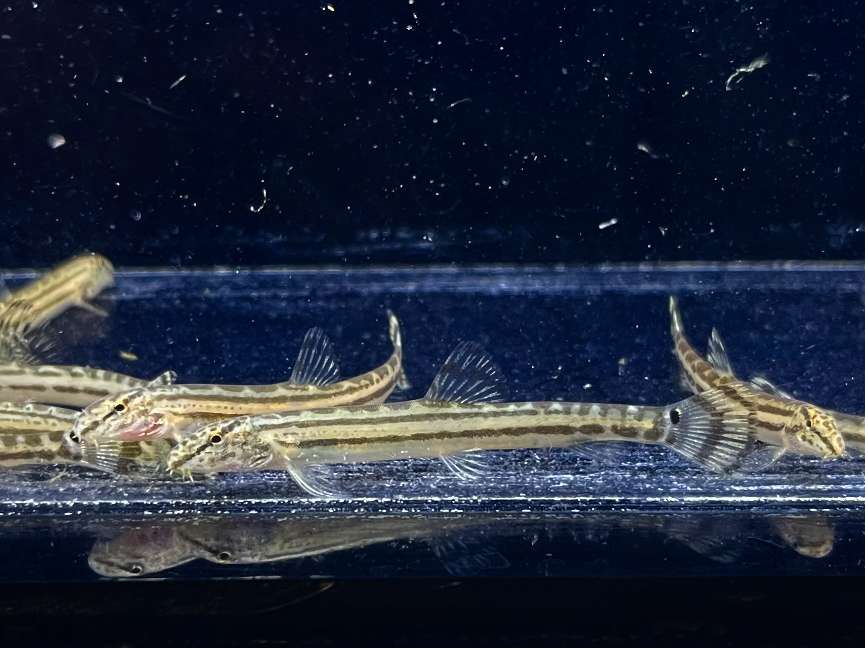 スジシマドジョウ ポロロッカ足柄